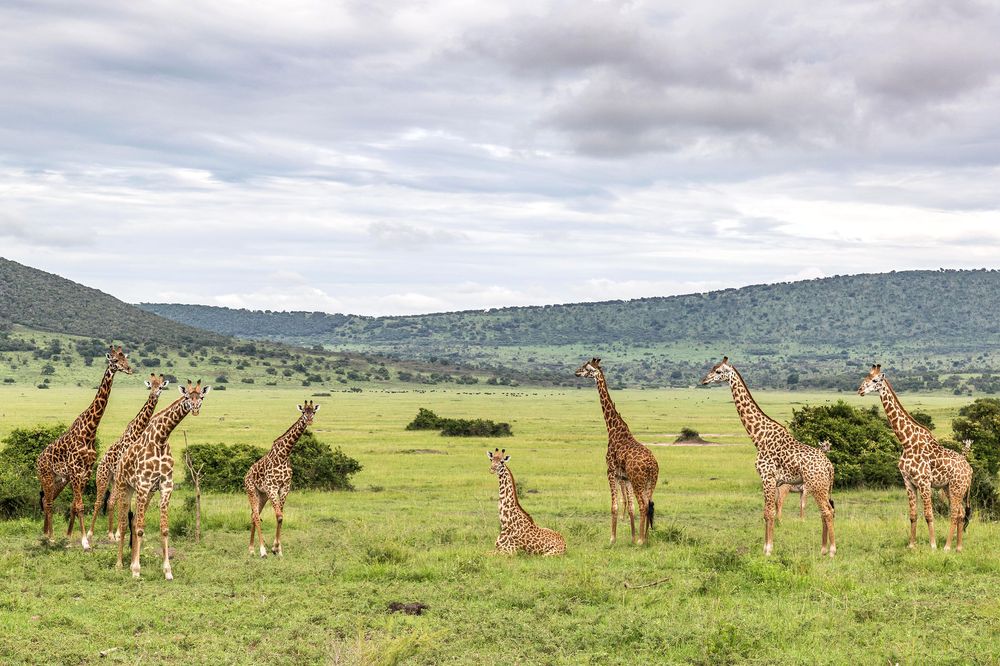 car hire rwanda, car rental rwanda, rwanda car hire, self drive rwanda, rent a car rwanda, 4x4 car hire rwanda, safari car hire rwanda, car hire kigali, 4x4 car rental, rwanda car hire with driver, car self drive rwanda, rent a car kigali, safari car rental rwanda, car rental to akagera national park, car rental to volcanoes national park, car rental to nyungwe national park, car rental to mukura gishwati